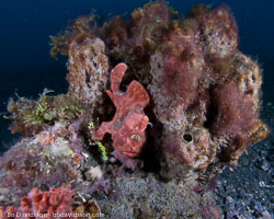 BD-090926-Lembeh-9264265-Antennarius-pictus-(Shaw.-1794)-[Painted-frogfish].jpg